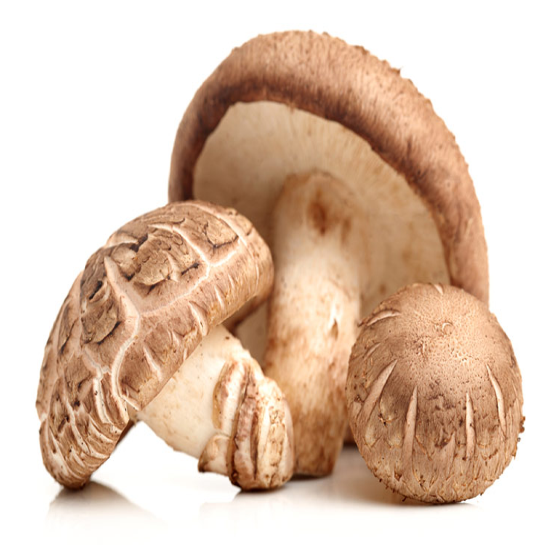 aShitake1100