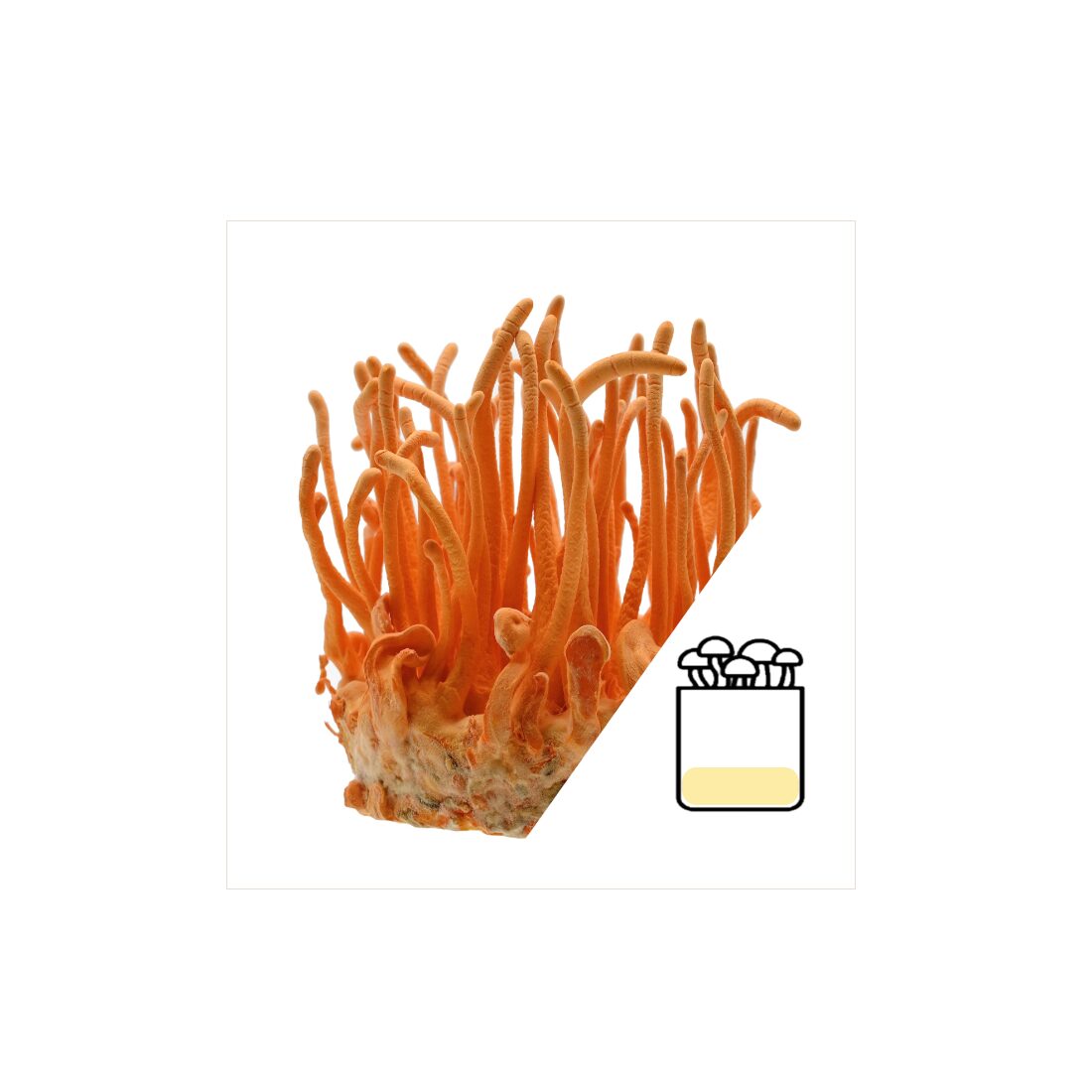 azCordyGrowbag