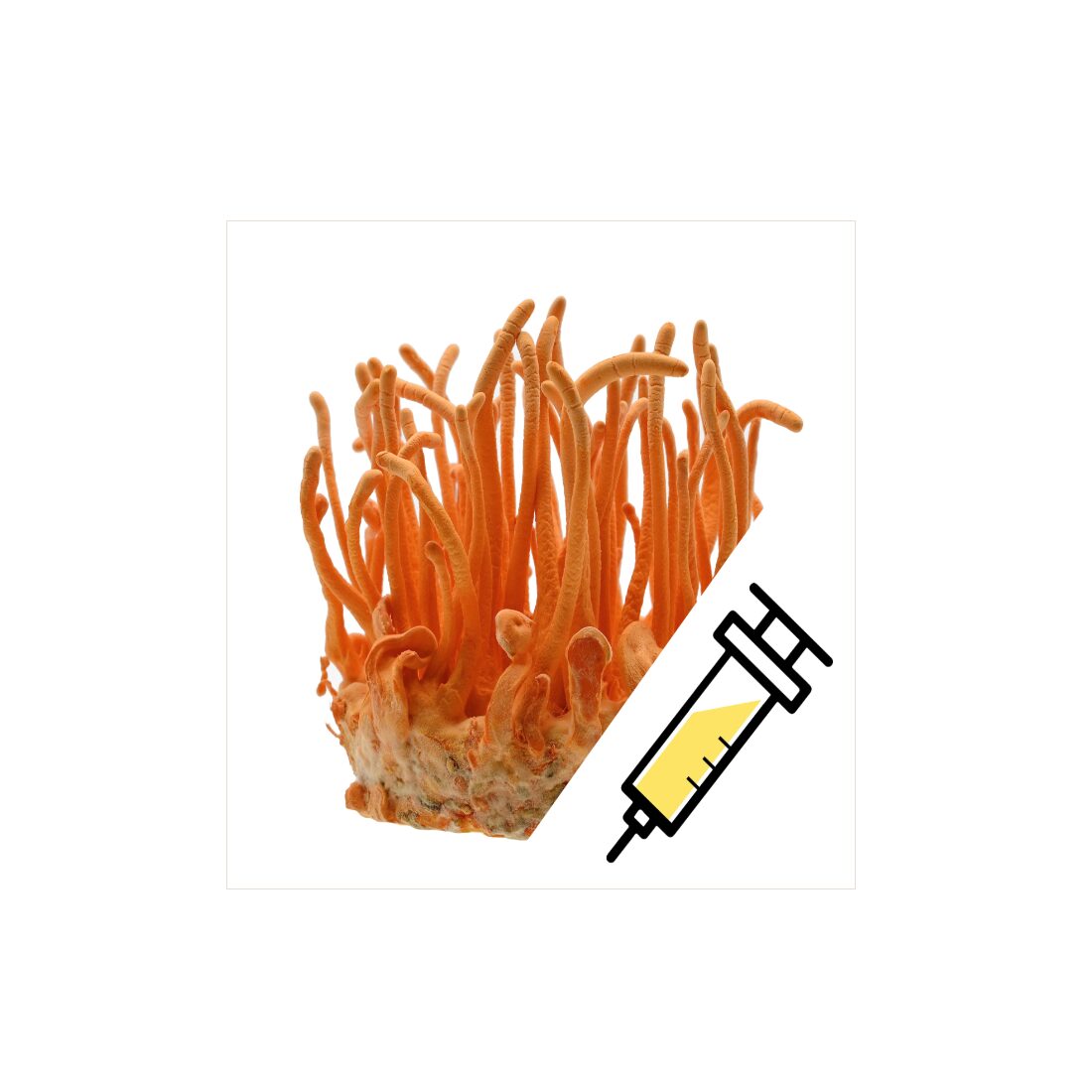 azCordySyringe
