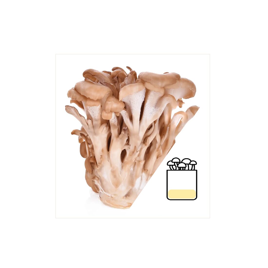 azMaitakeGrow