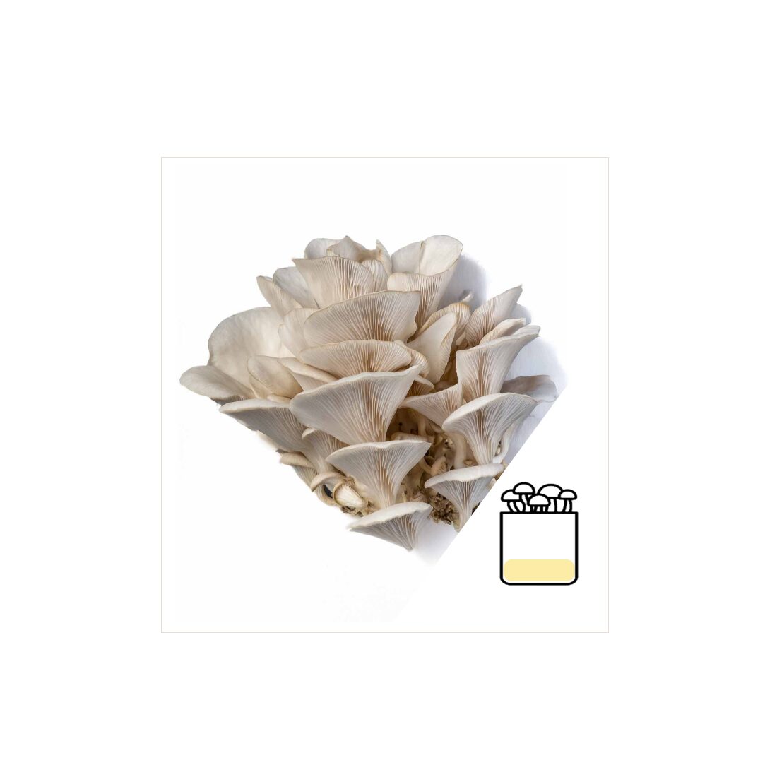 azOysterGrow