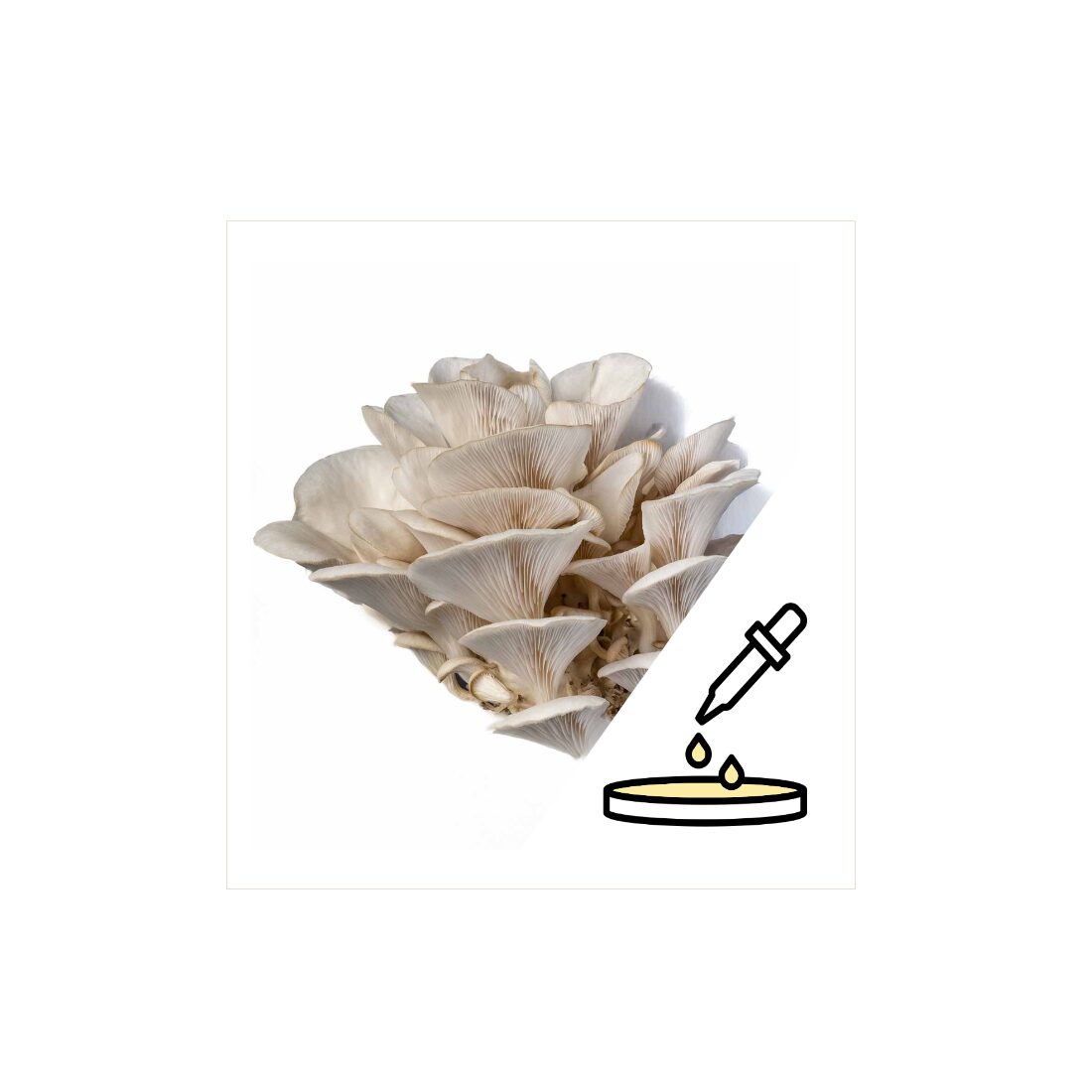 azOysterPetri