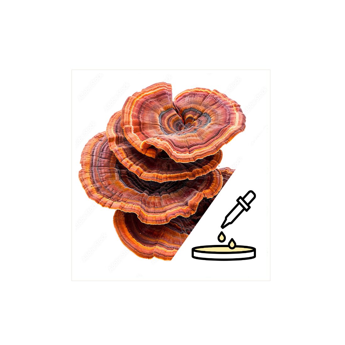 azReishiPetri