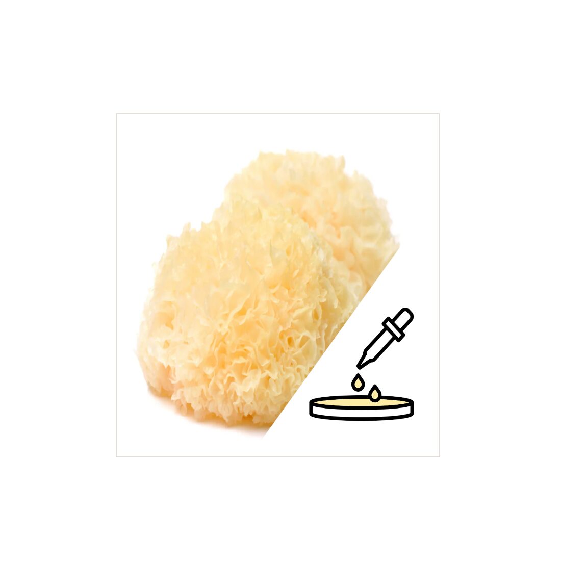 azTremellaPetri
