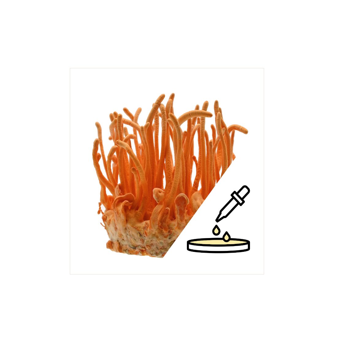 azcordyPetri